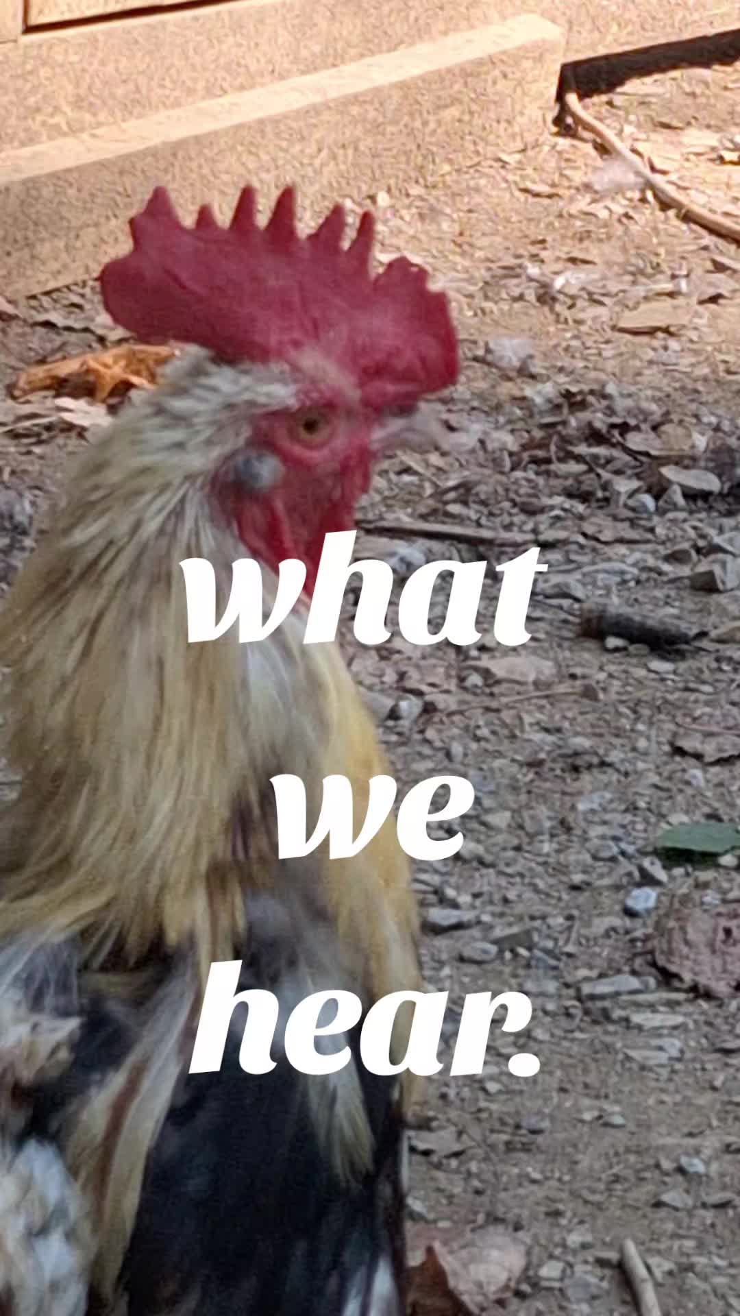 @DJ Chicken McFly