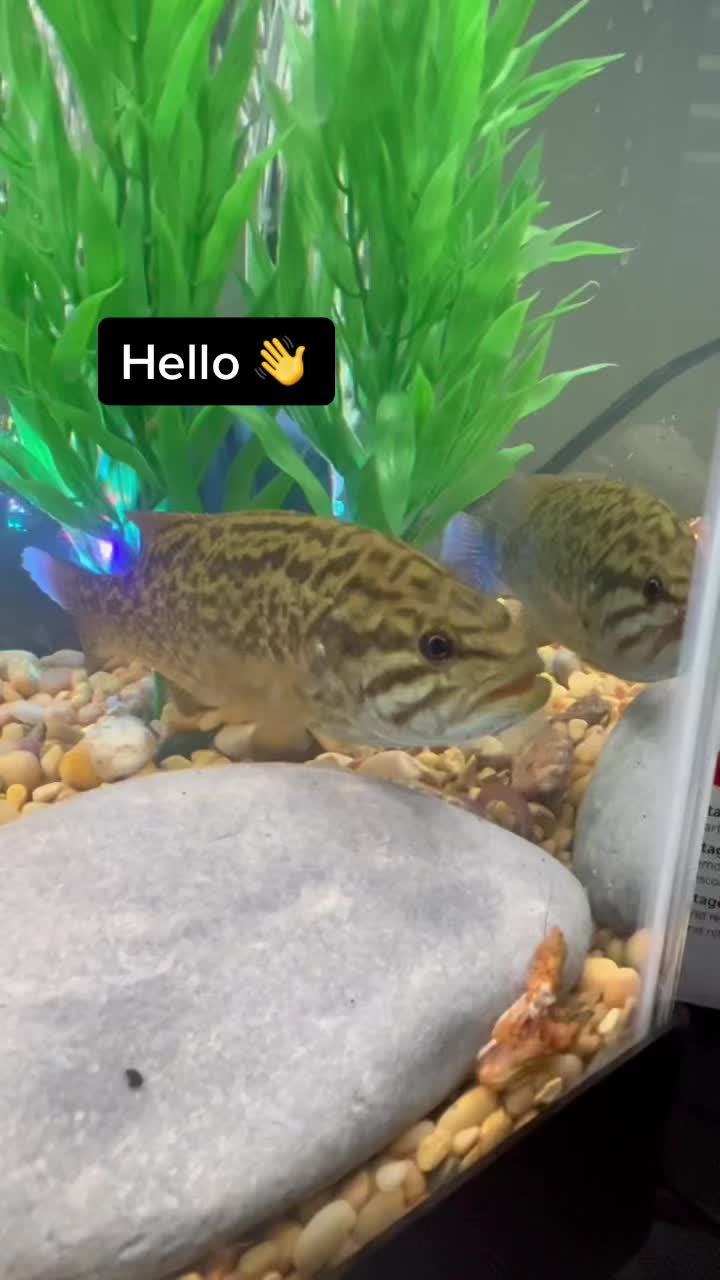 @Grub_the_bass