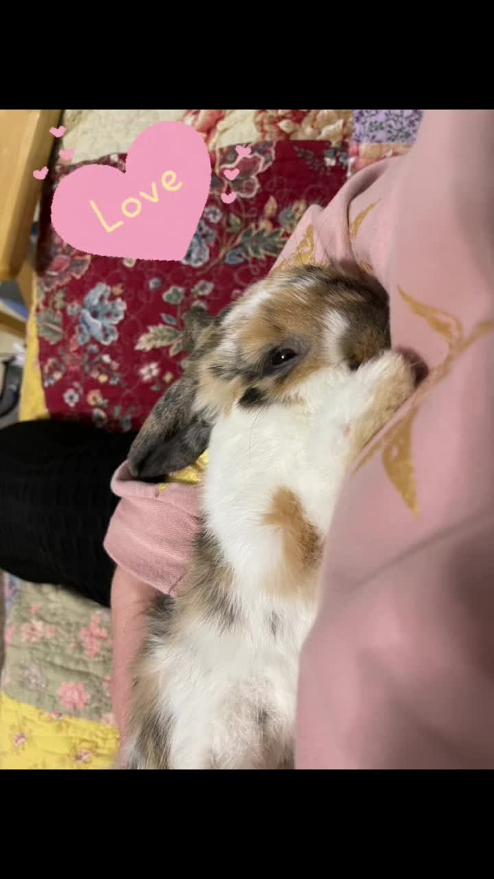 @HighlandRabbitry