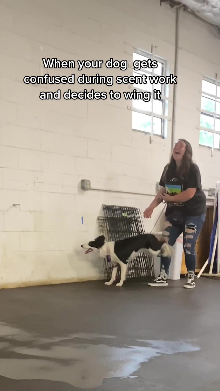 @Exploring K9 Training