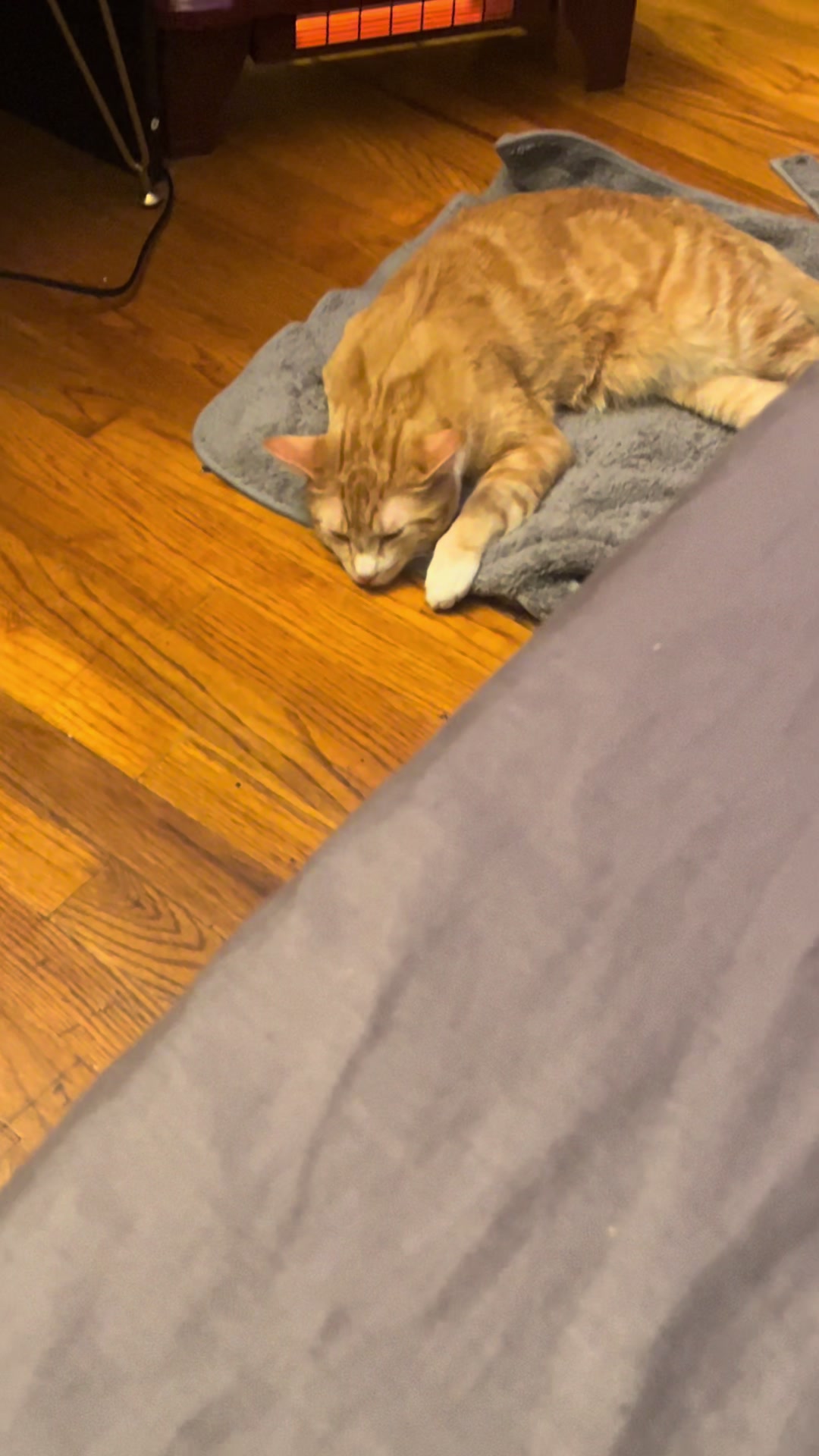 @ohkarajane 🐈