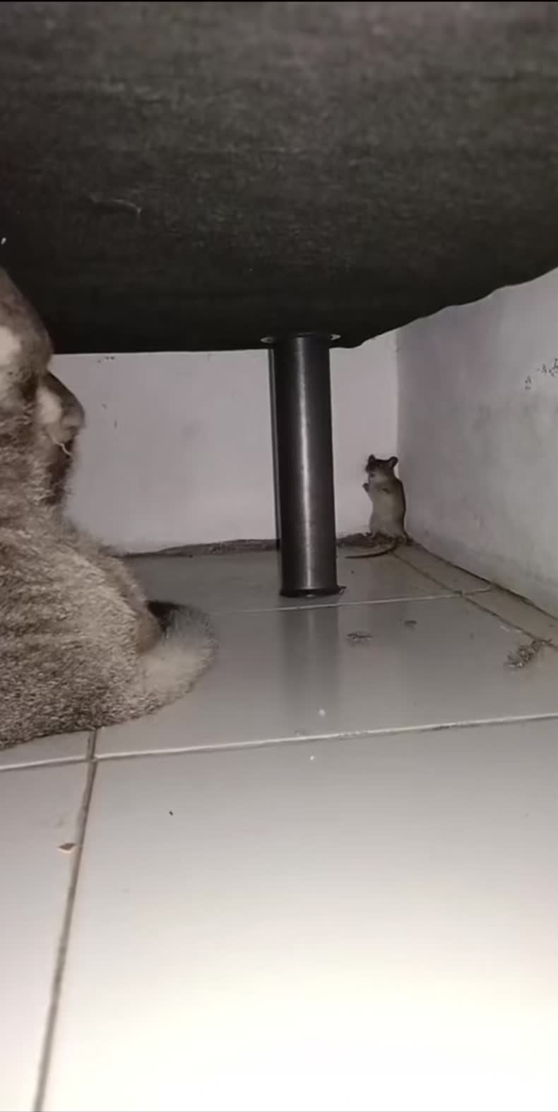 @Meeko