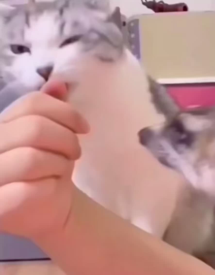 @Meeko