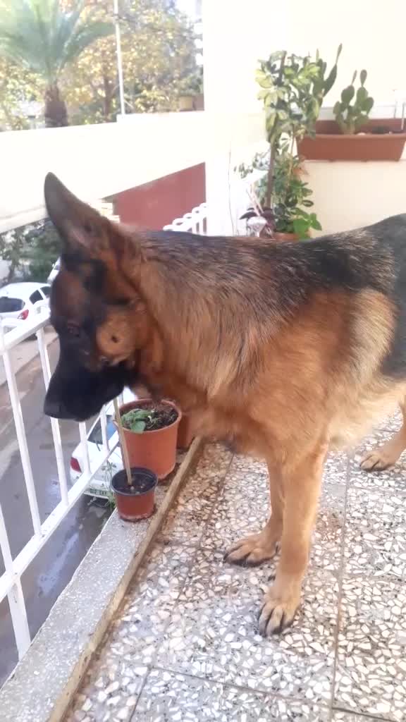 @Banu BOZKAYA