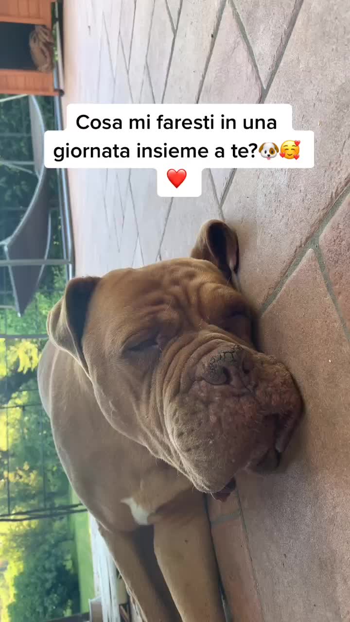 @sonorosy🐶