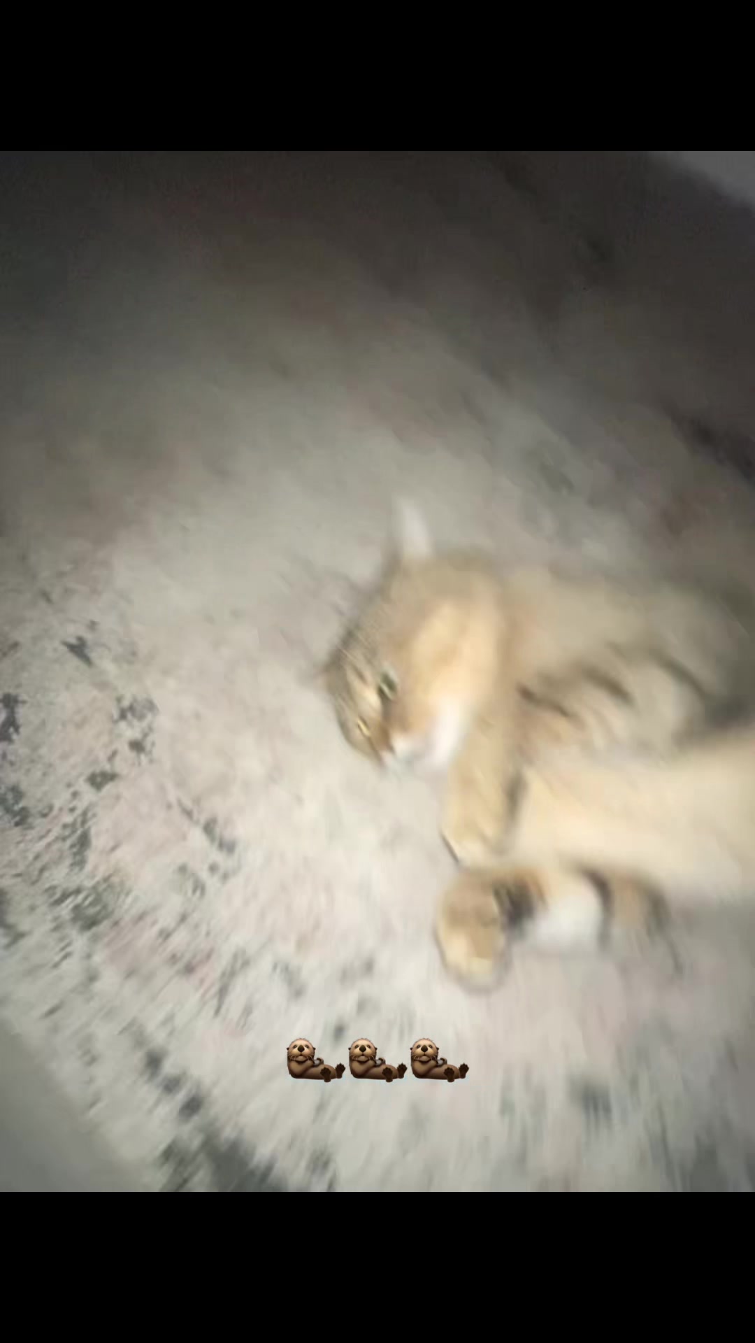 @٩(◕‿◕。)۶