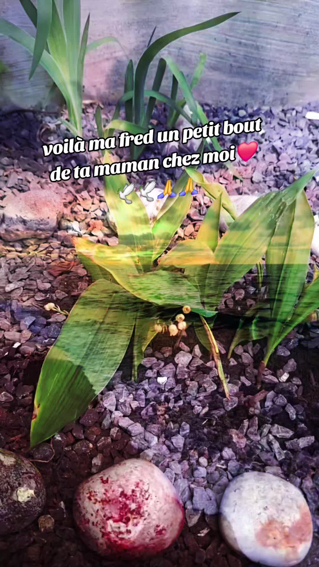 @🌹Sandrine🌹N💙N❤️M💙