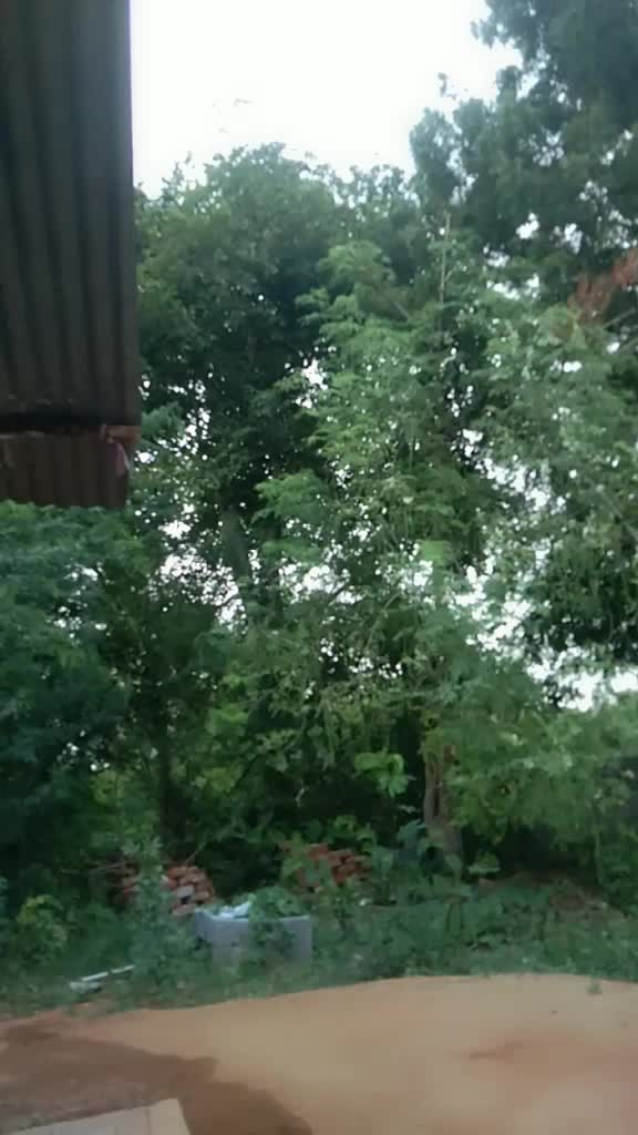 @radhika rao
