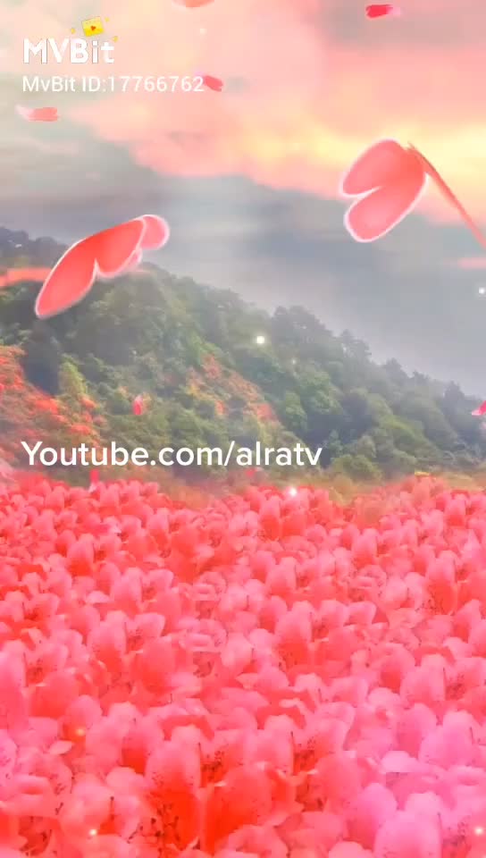 @Tik Toker
