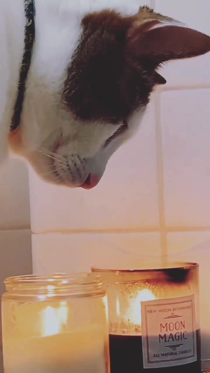 @nova’s the cat