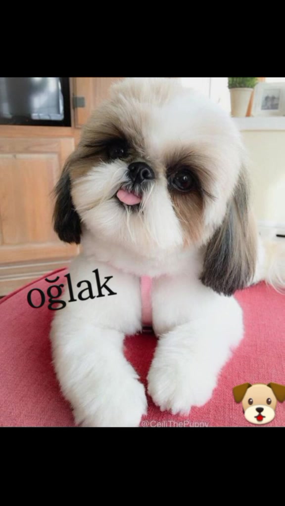 @BUR&Ccedil;LAR_SOUNDS_3🐾🕊