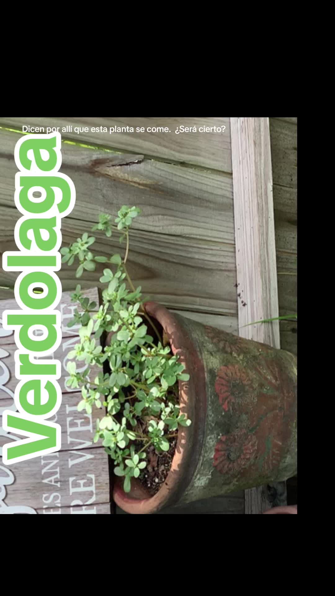 @Rosa Mata Flores