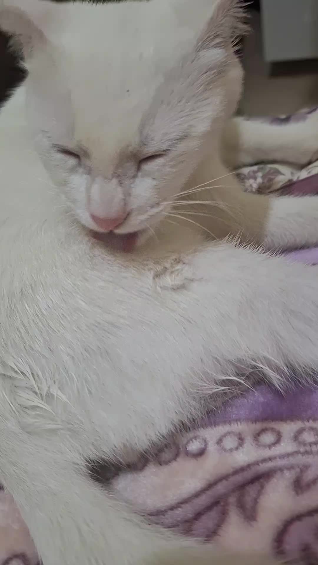 @White cat