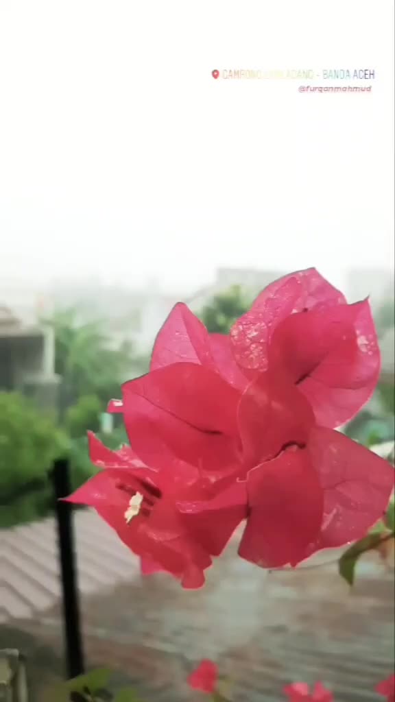 @furqan