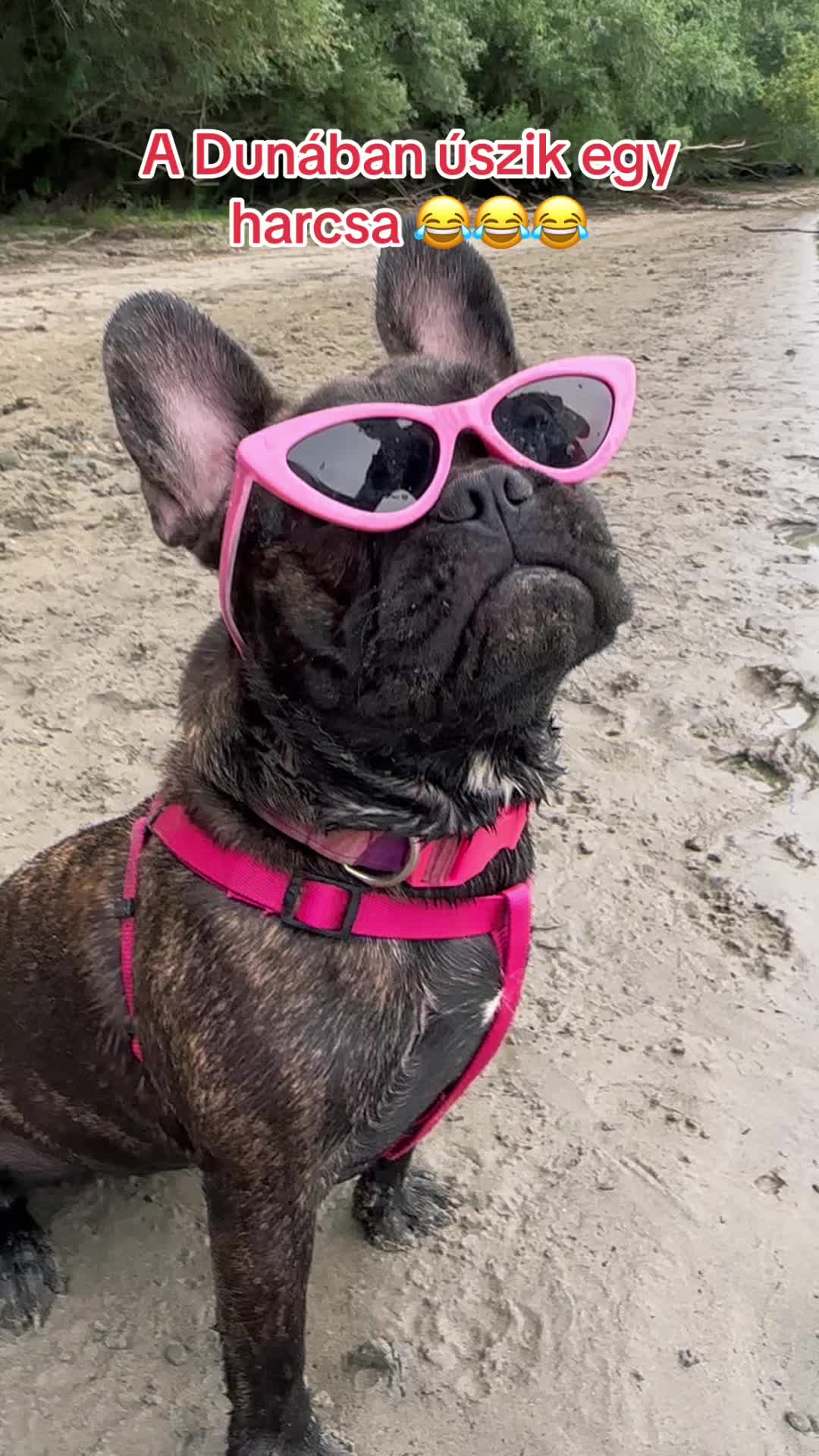 @Mia_french_bulldog