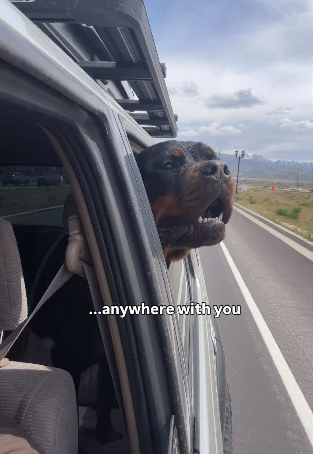 @Rex the Rottweiler