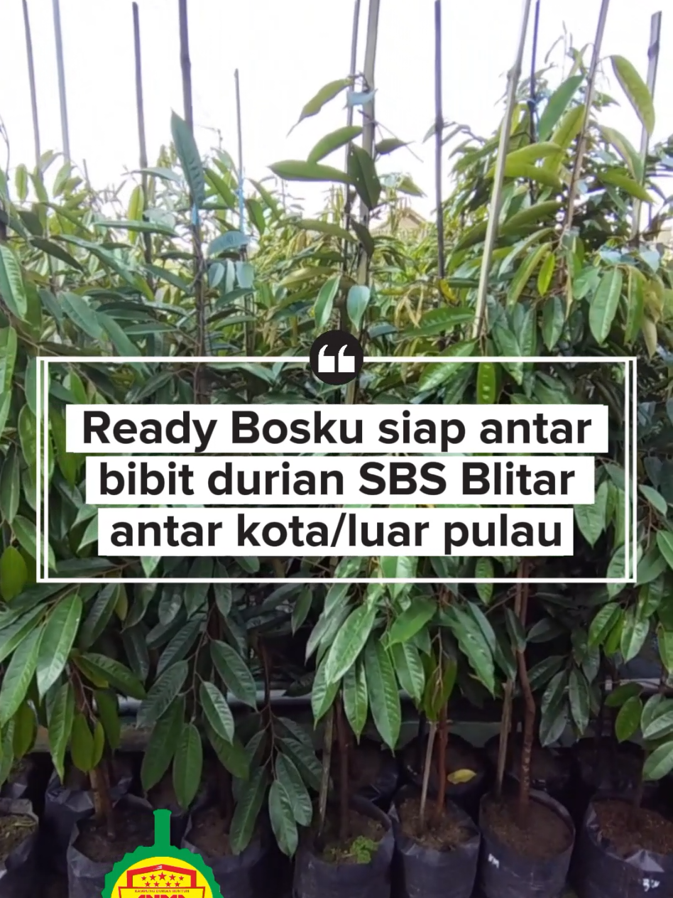 @Produksi Buah_SBS