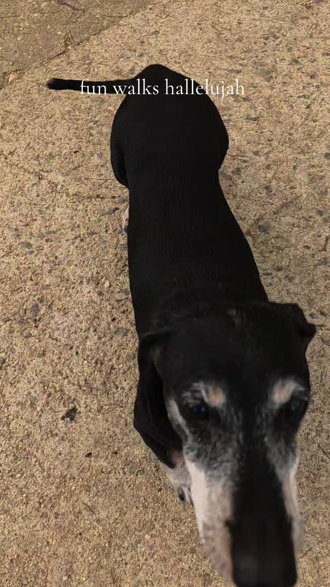 @DMT Dachshund Rescue 🐾