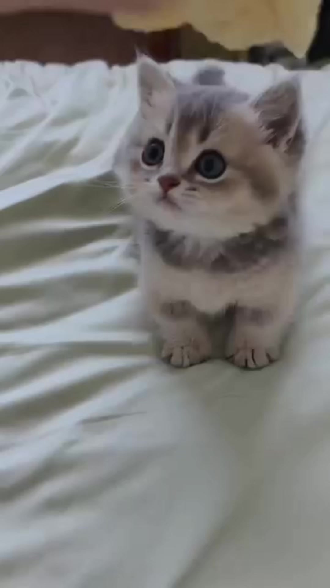@UCHINOKOmohumohu