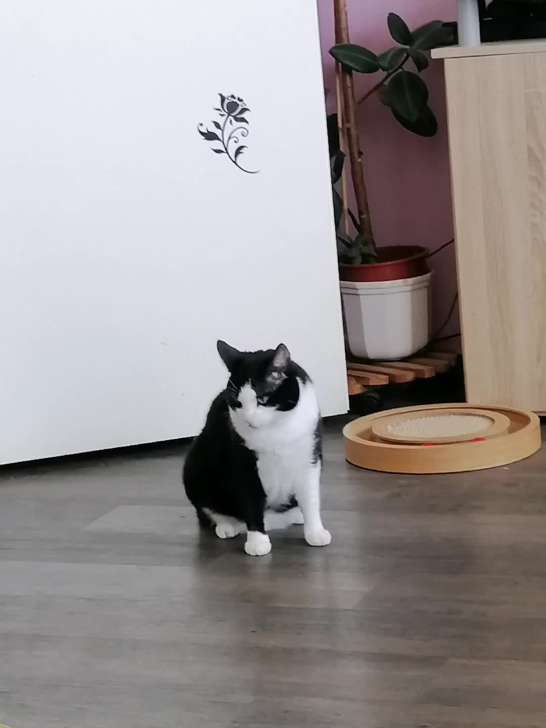 @Badcat _DHC🦁🦁