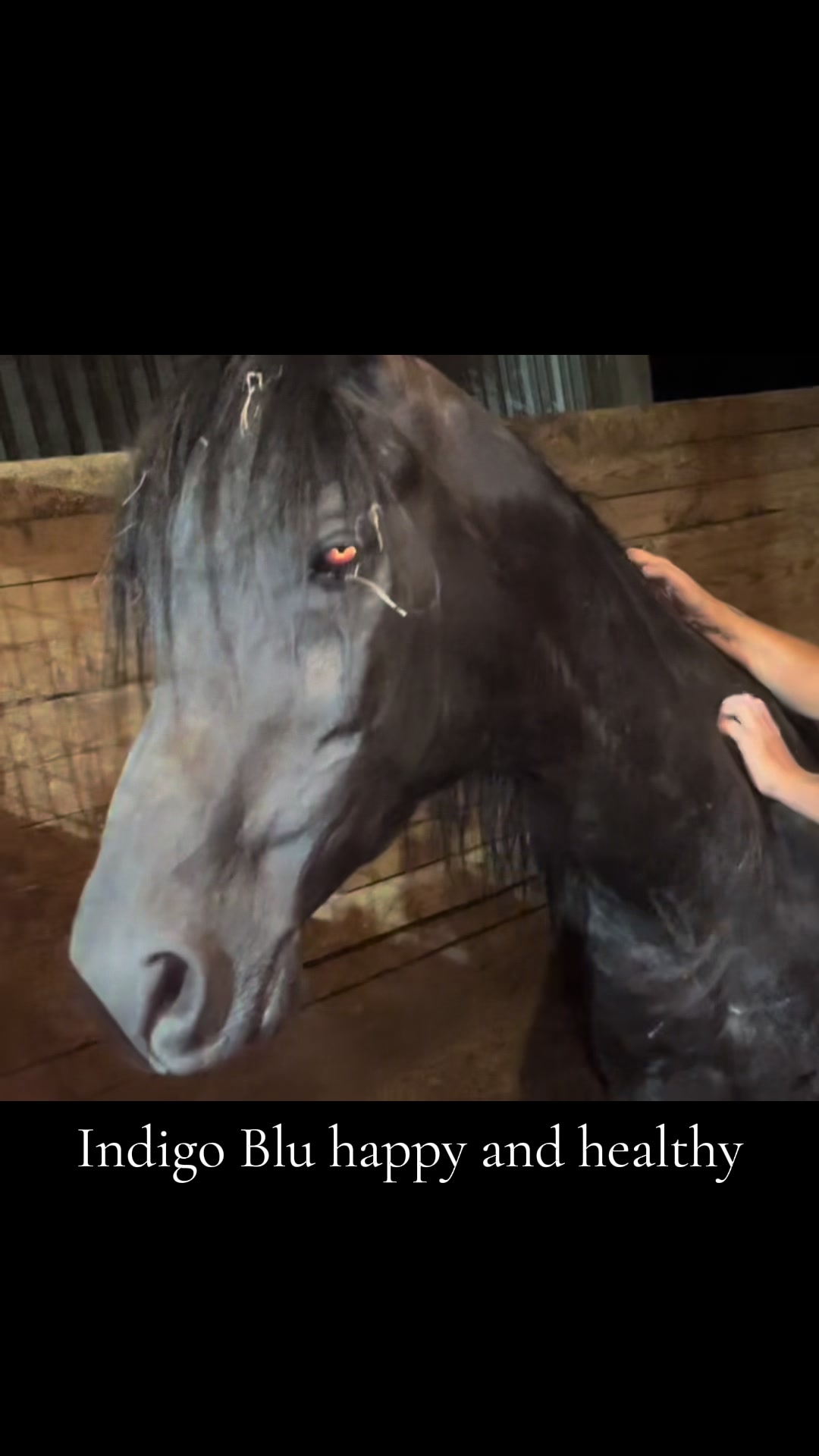 @Horses<>Helping<>Humans