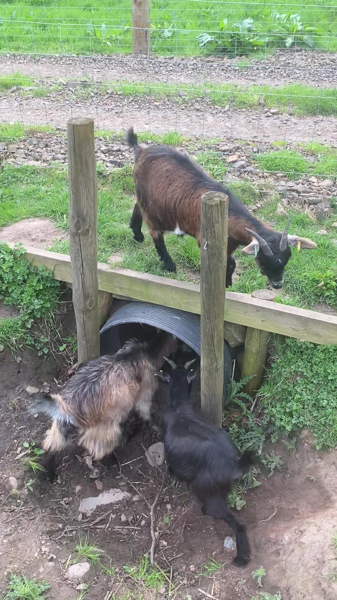 @Sunny B Goats🌞B🐐