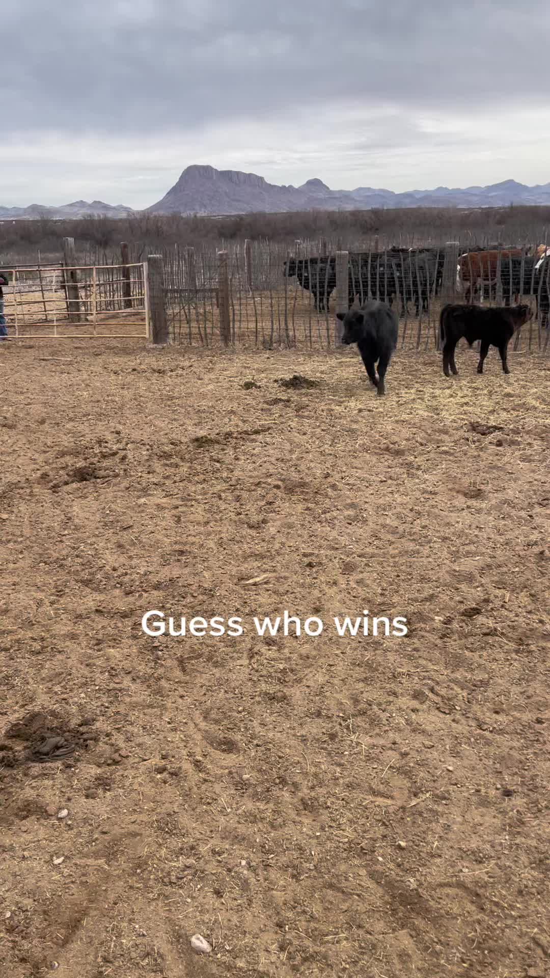 @carlosthecowpuncher