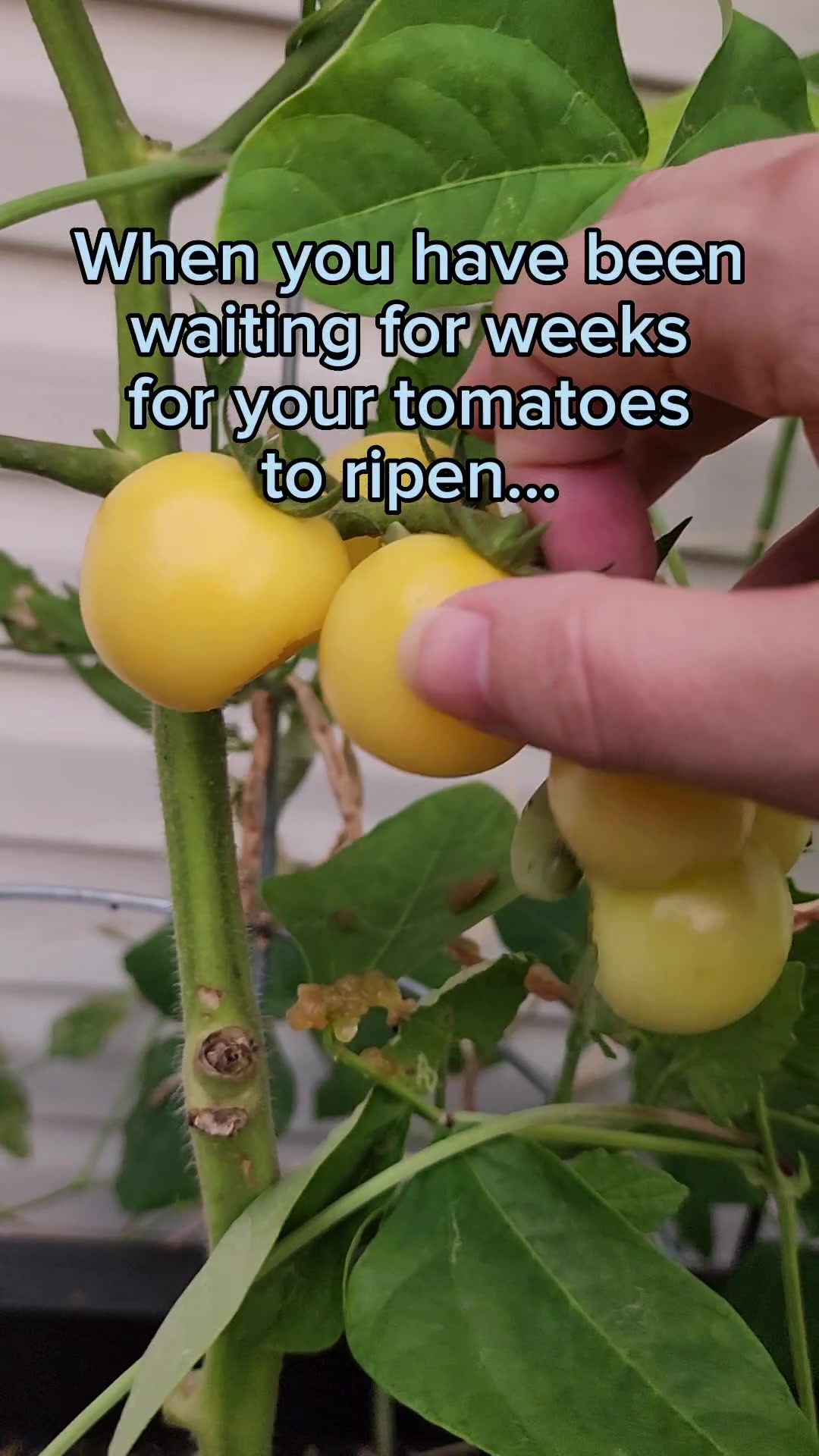 @Rescue My Plant