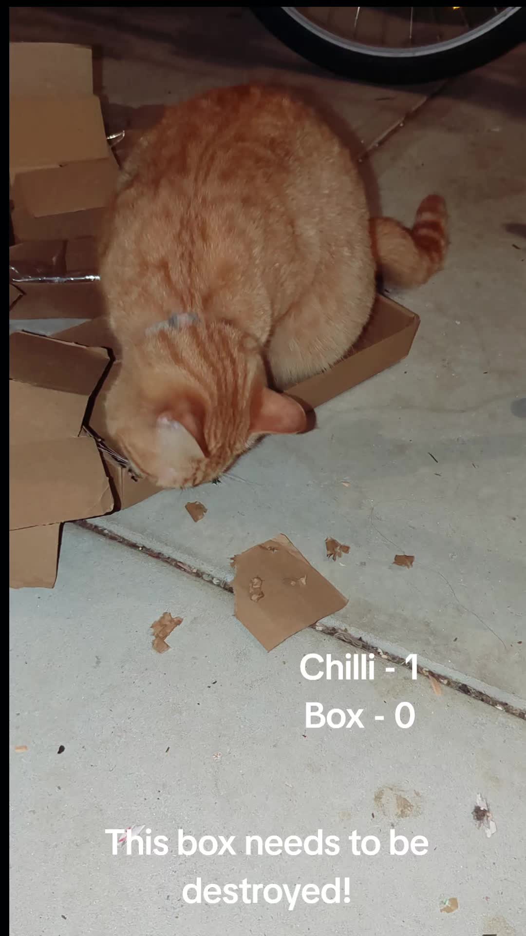 @Gingerninger_cat2021