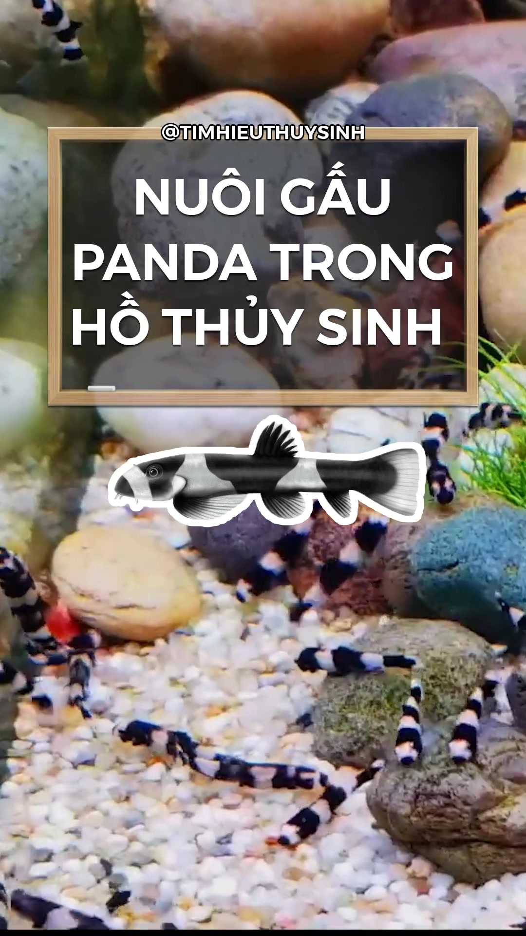 @T&igrave;m Hiểu Thủy Sinh