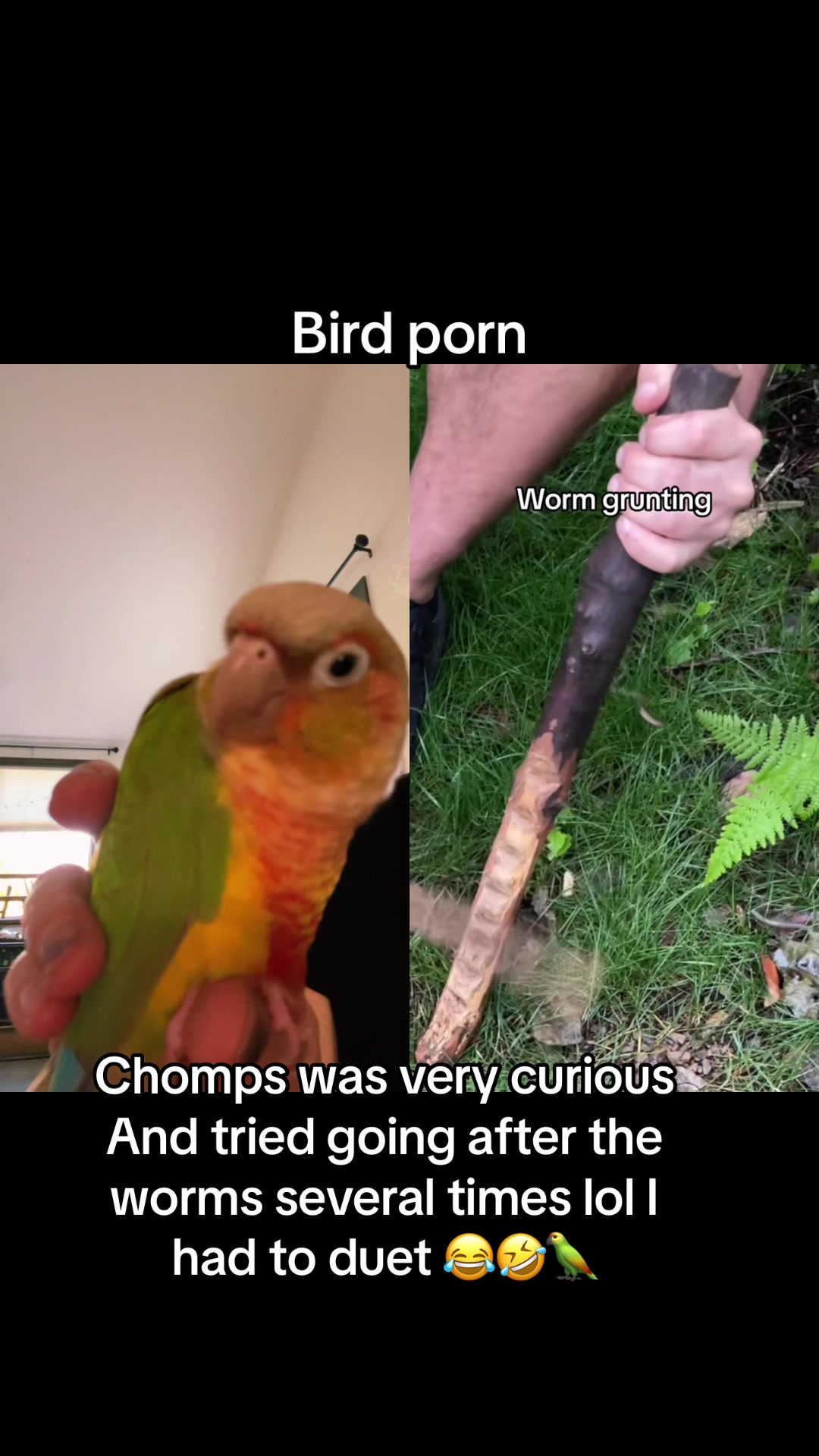 @Chomps