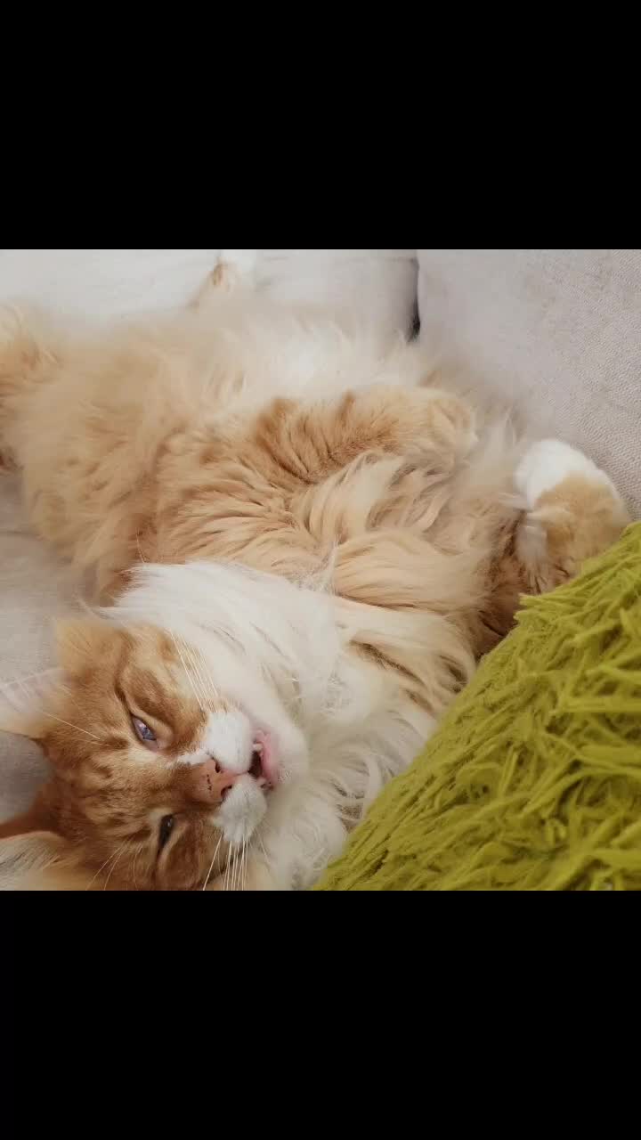 @Odintheforestcat