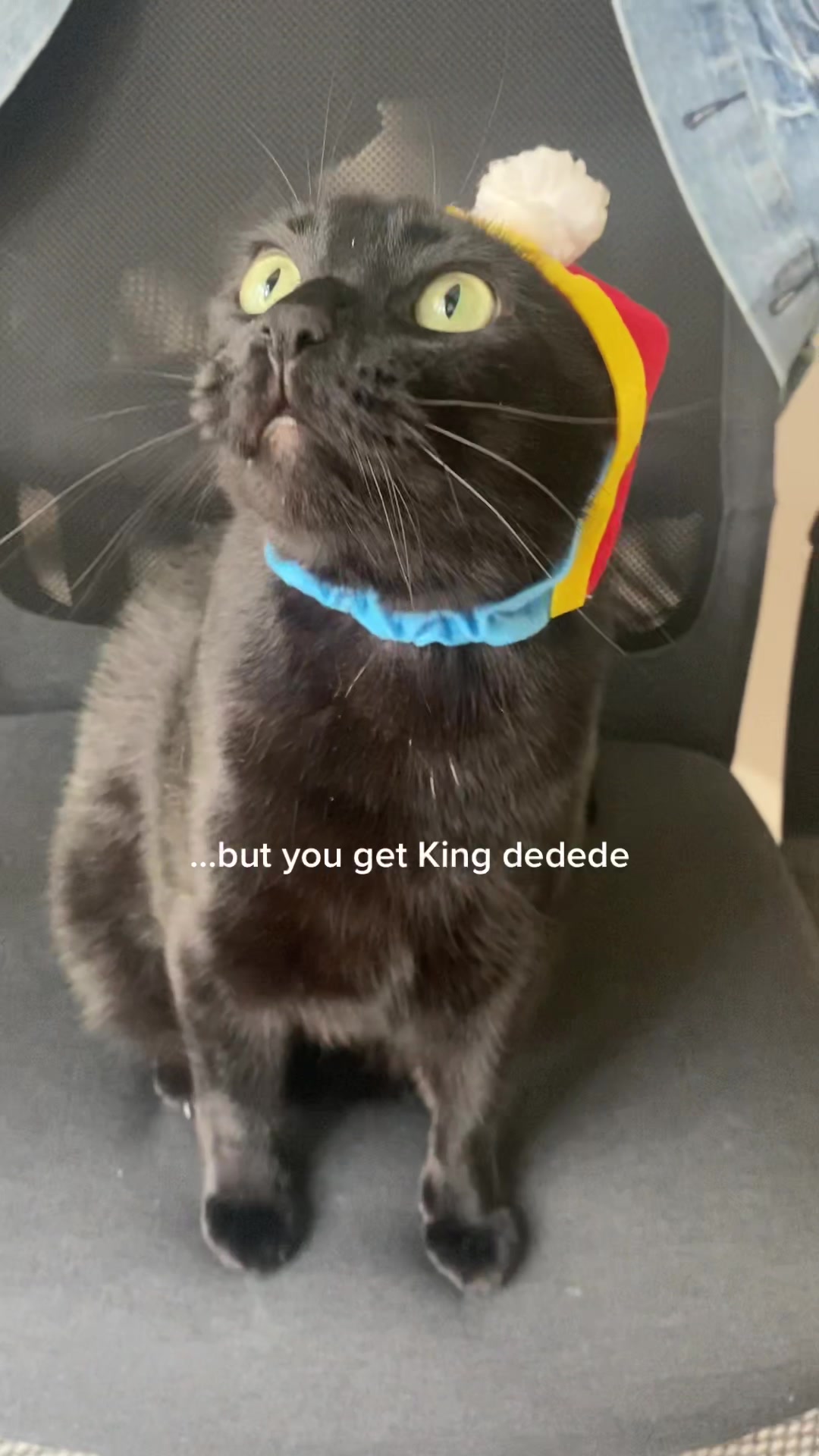 @Mr. Tiny Bagheera