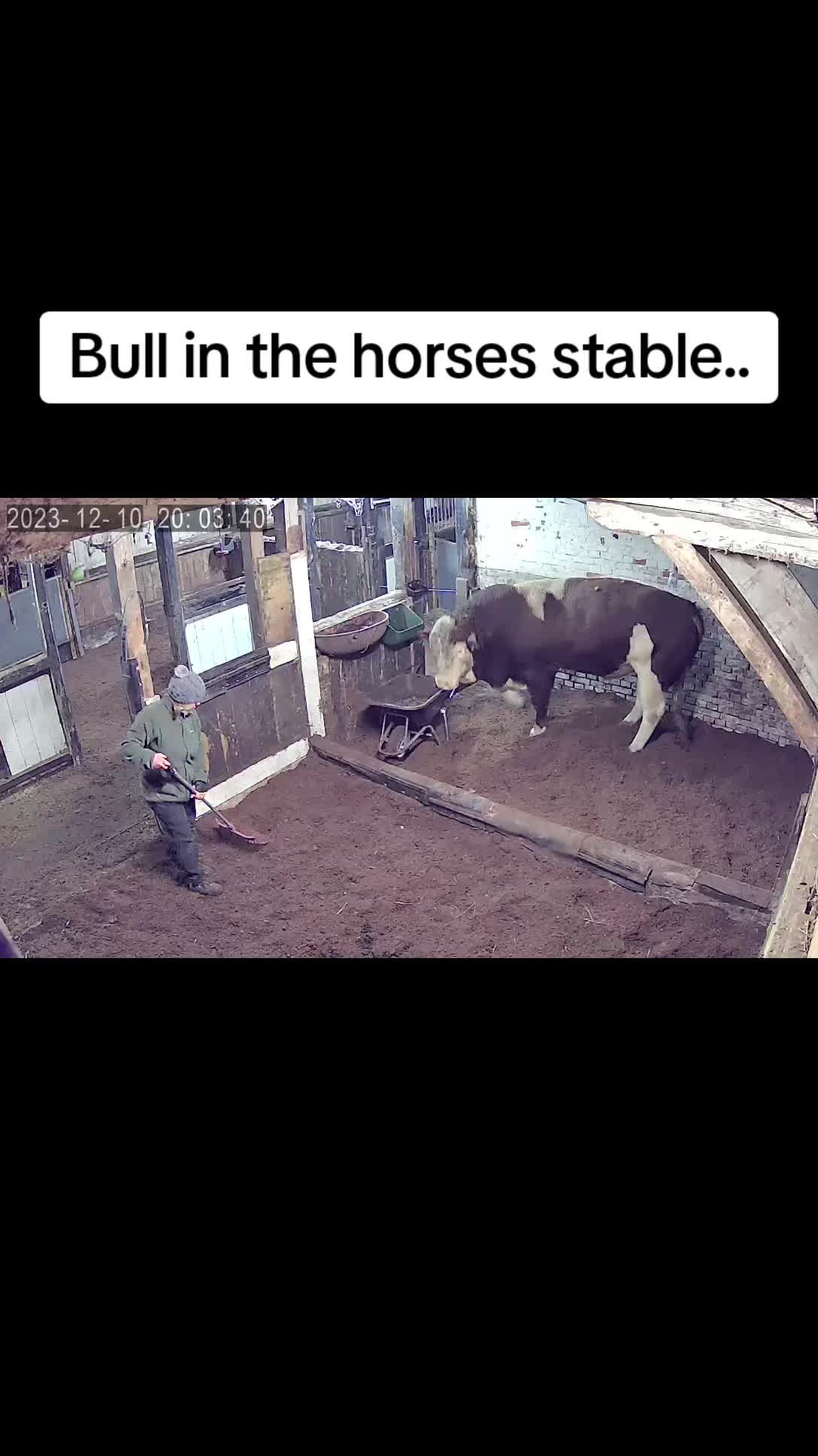 @🇸🇪 crazycowlady 🇸🇪