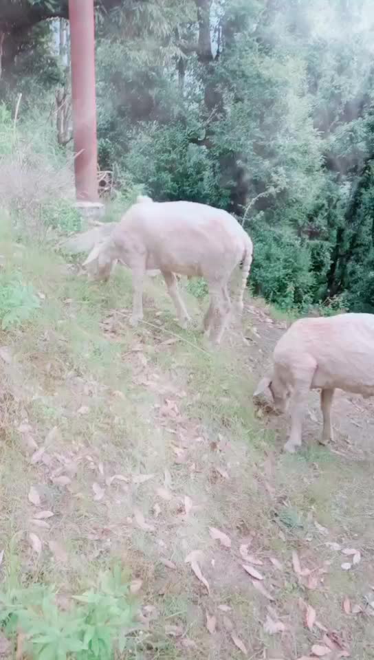 @Vidya thakur