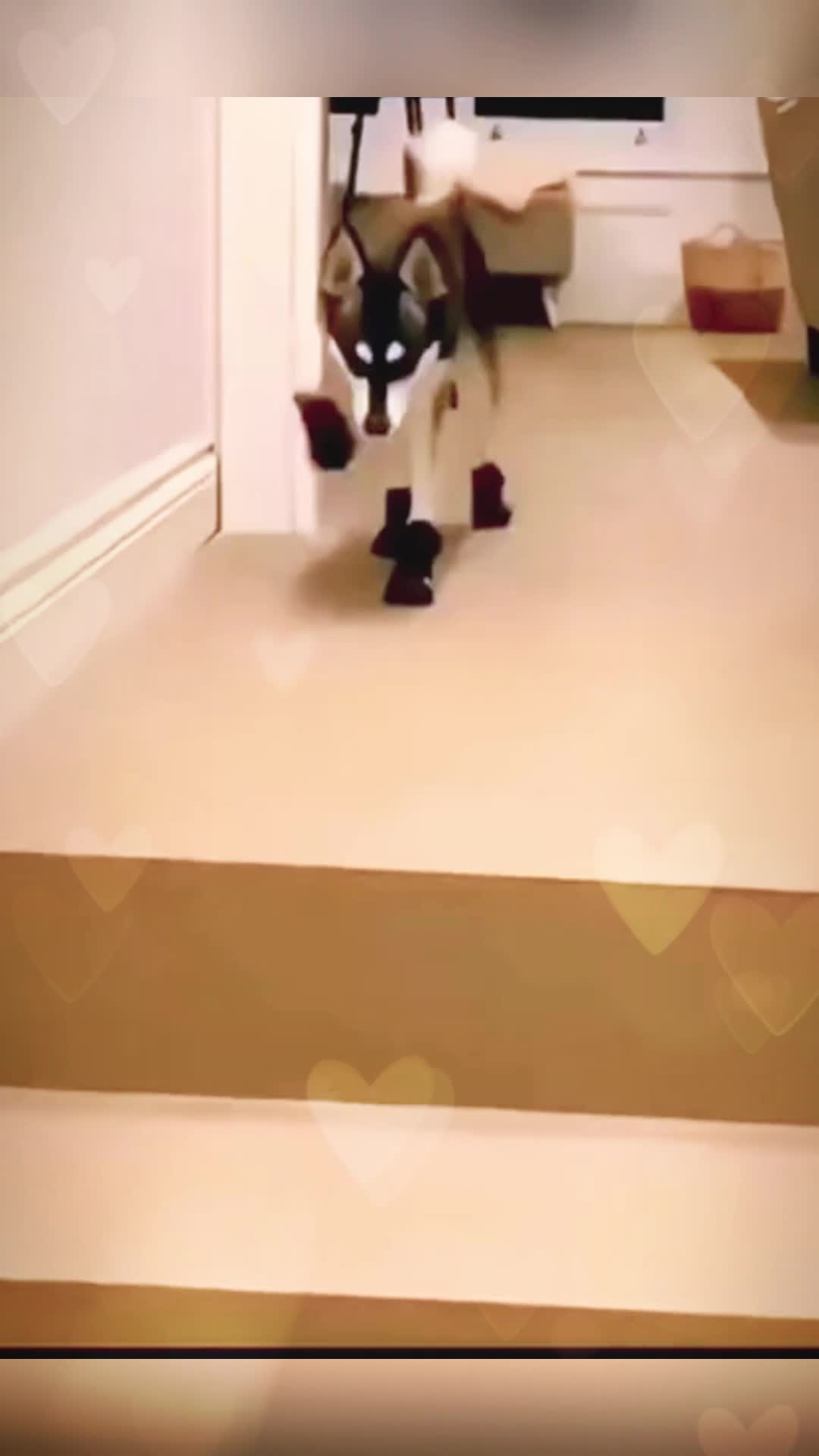 @funny.troll1