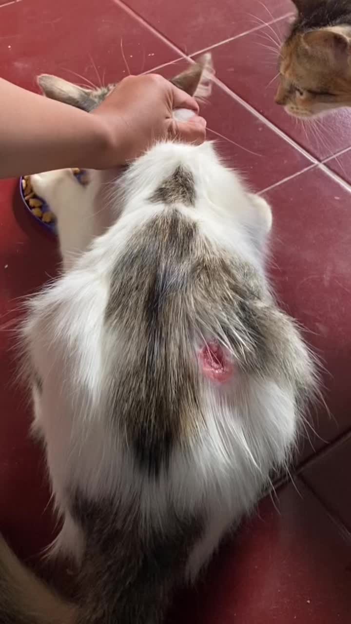 @Nita dan para kucing🐾