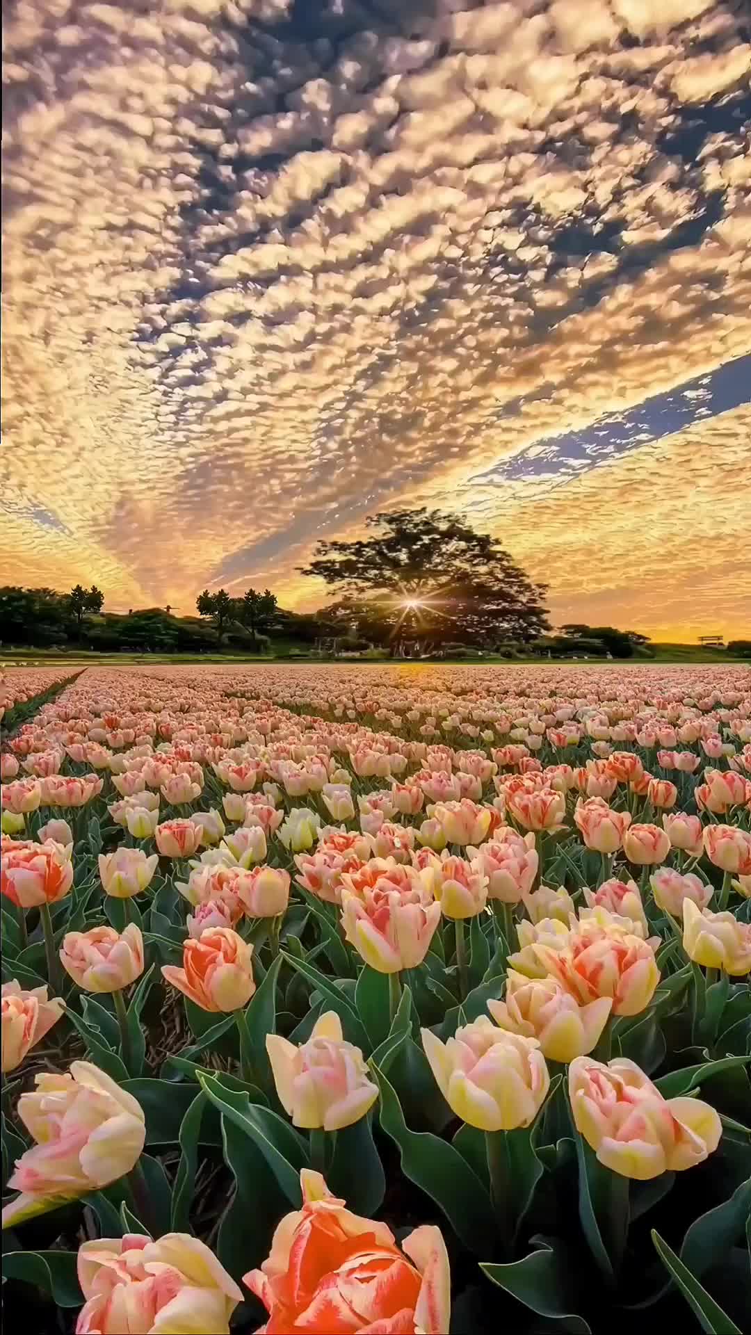 @dreamyvibes