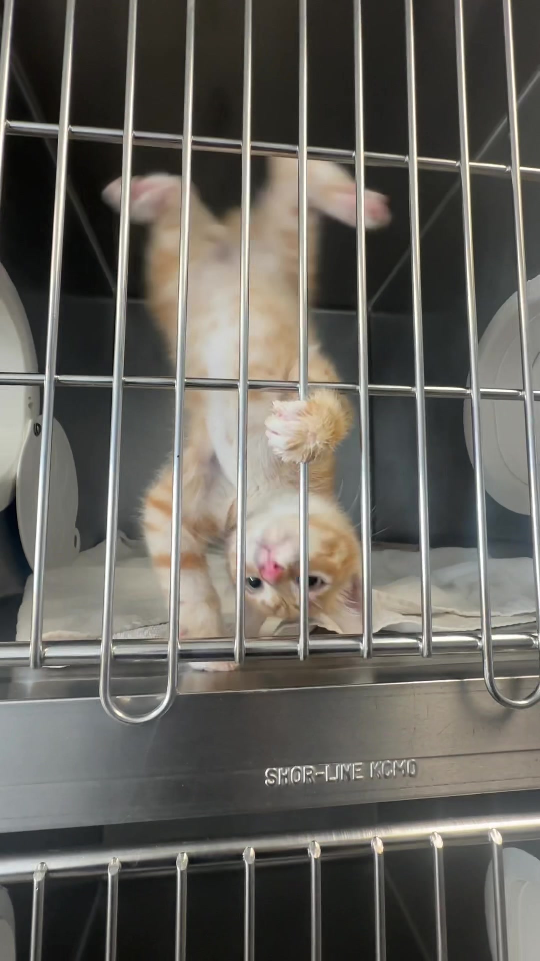 @Ventura County Animal Services