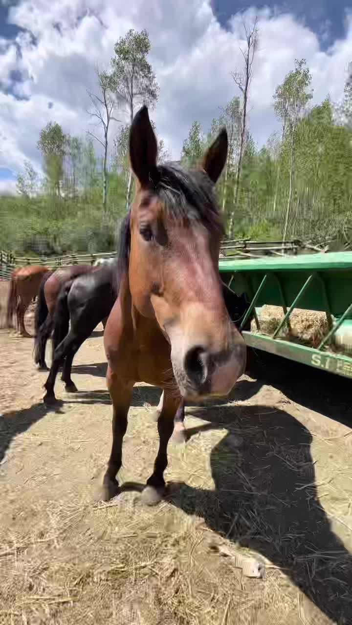 @Vail Stables