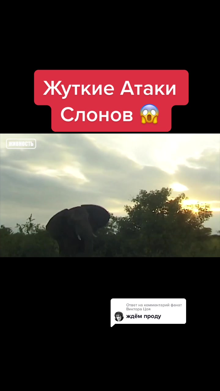 @Живность