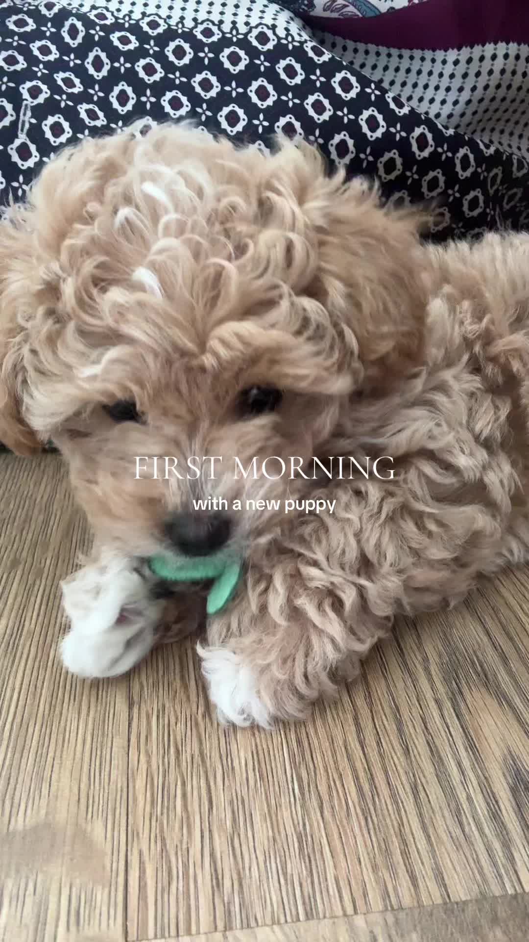 @Willow The Maltipoo