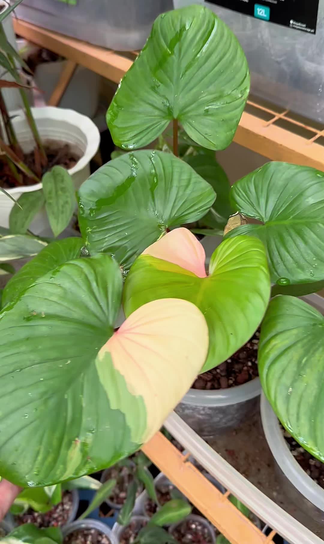 @A piece of green