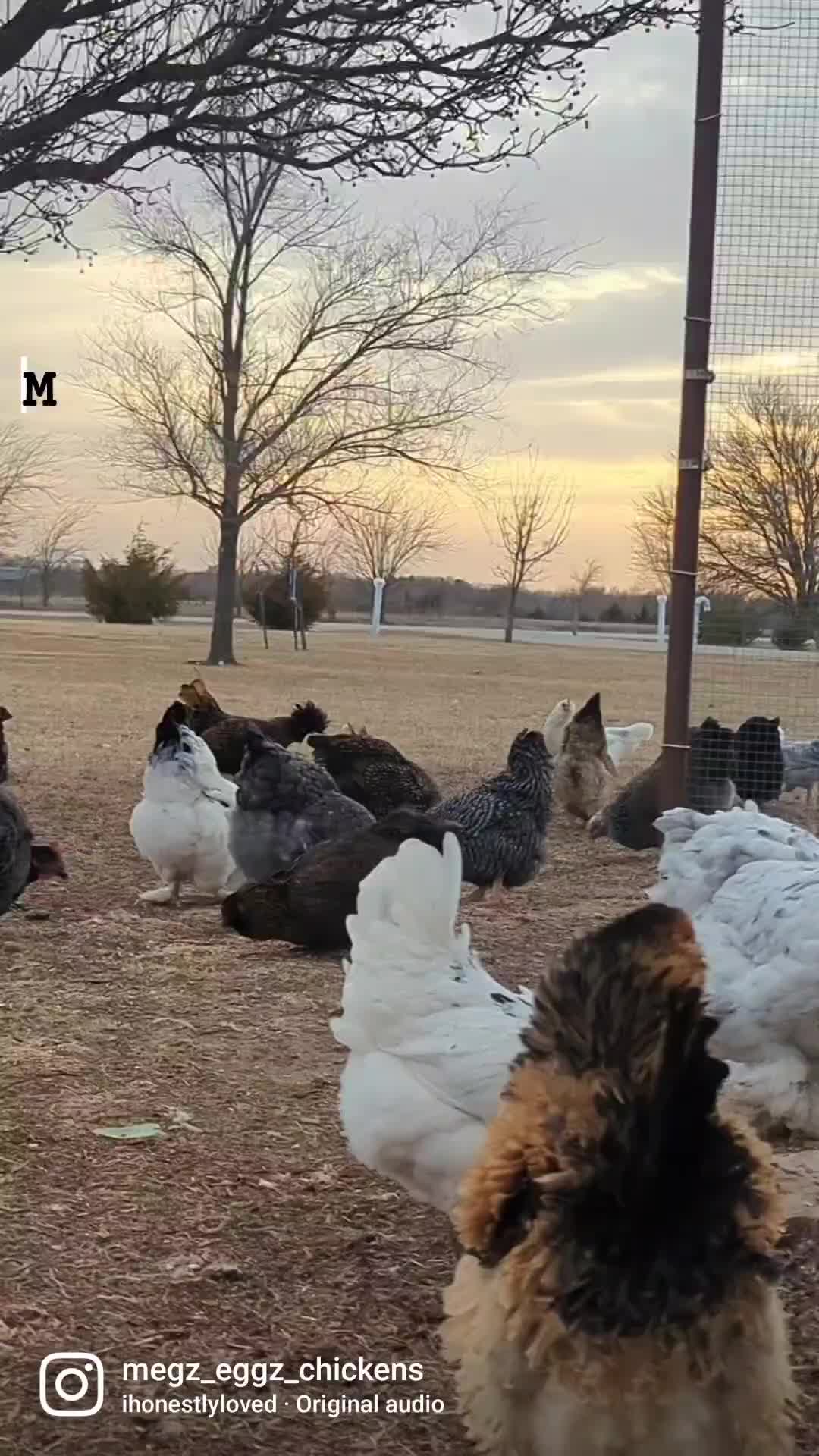 @megz_eggz_chickens