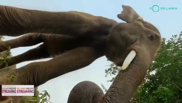 @Sri Lanka