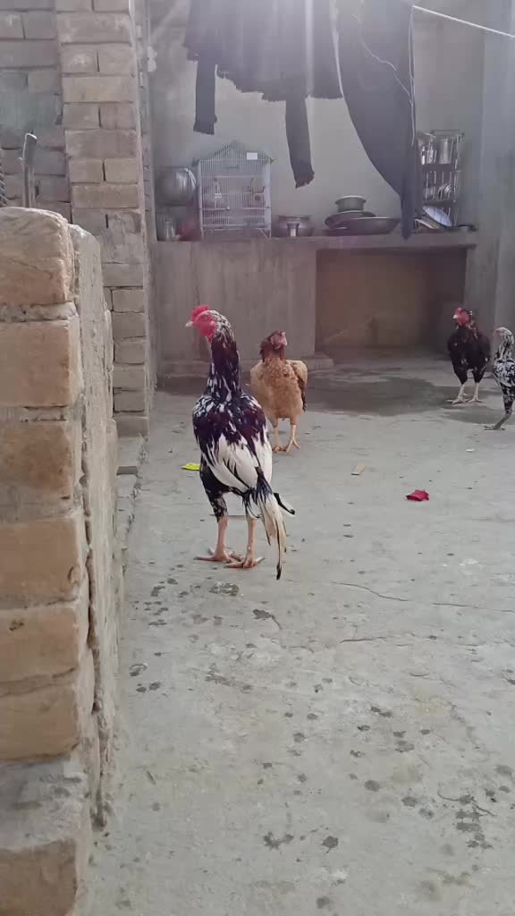 @nayazkhan556