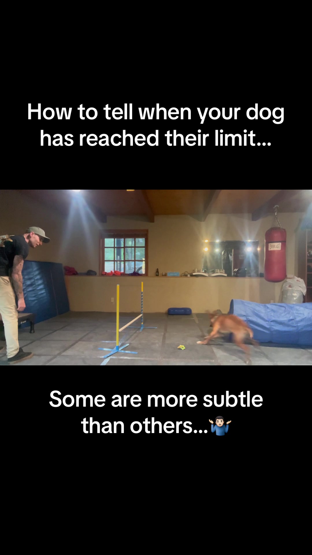 @Prestigious.Pooch