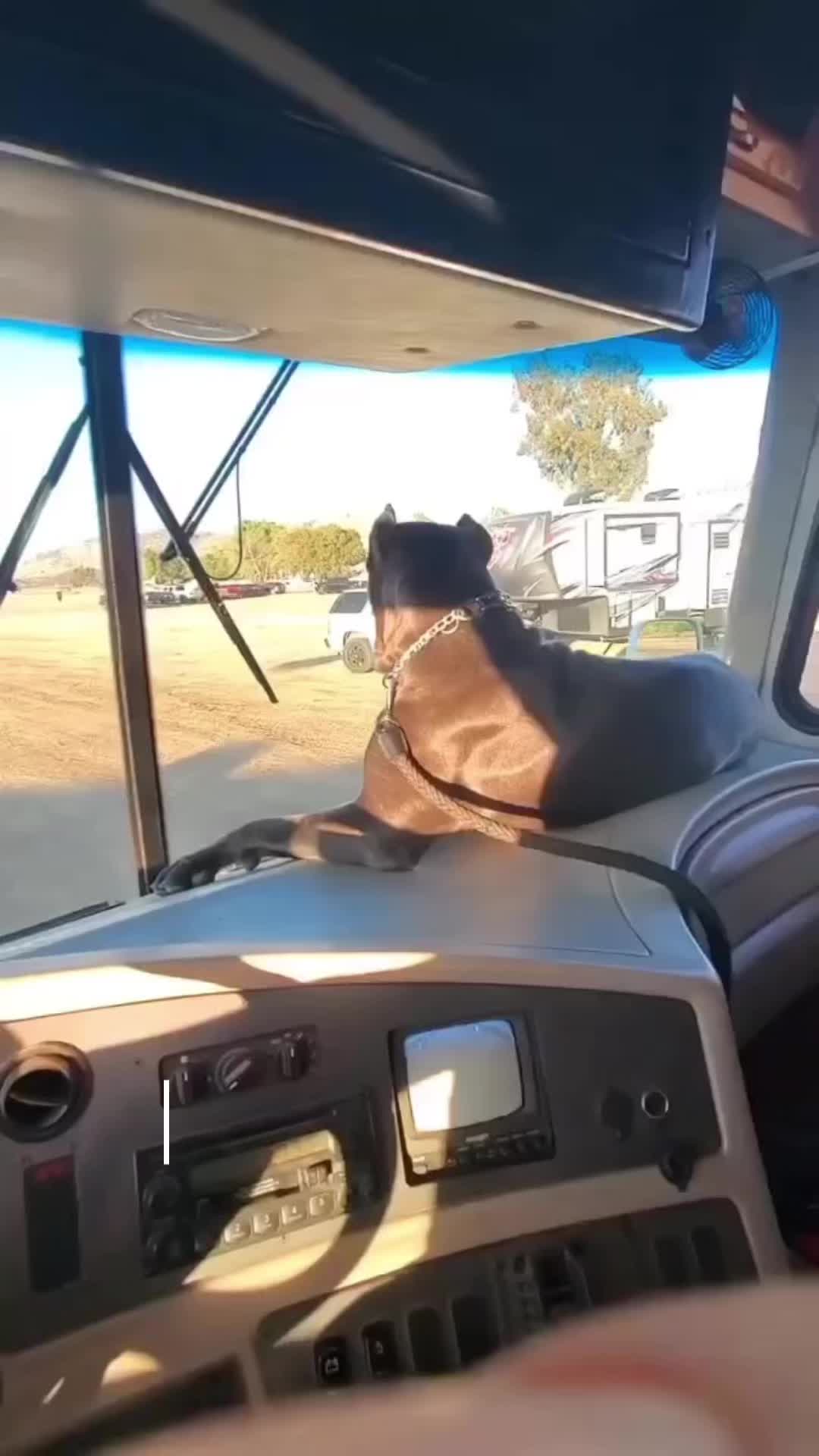 @Alistair the Cane Corso