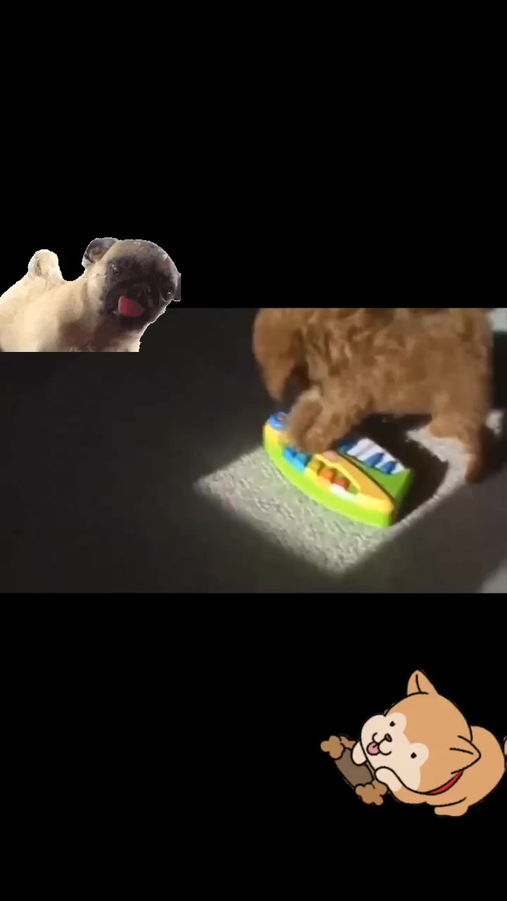 @Pet loverr