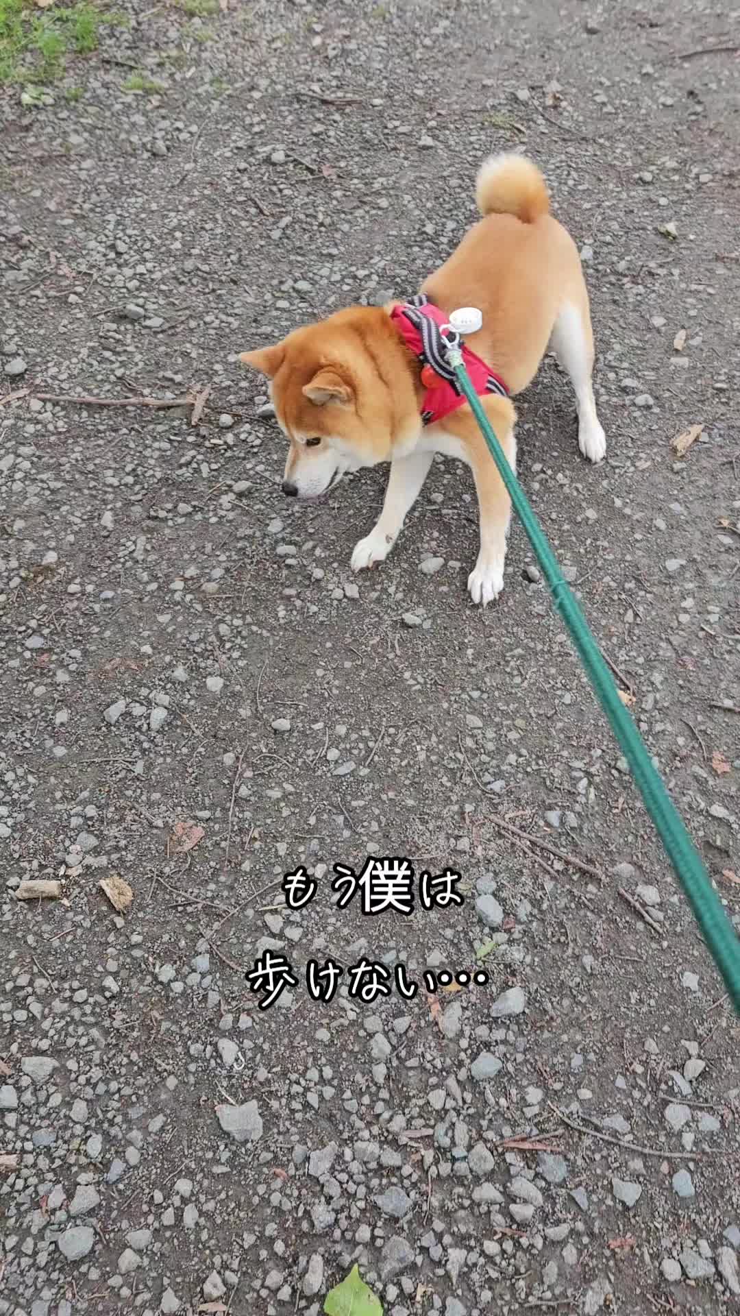 @柴犬リクママ
